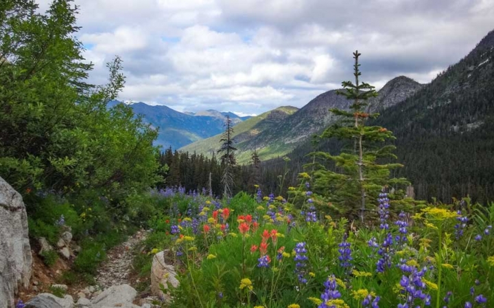 Wildflowers dot an alpine meadow. There are trees and mountains in the background.